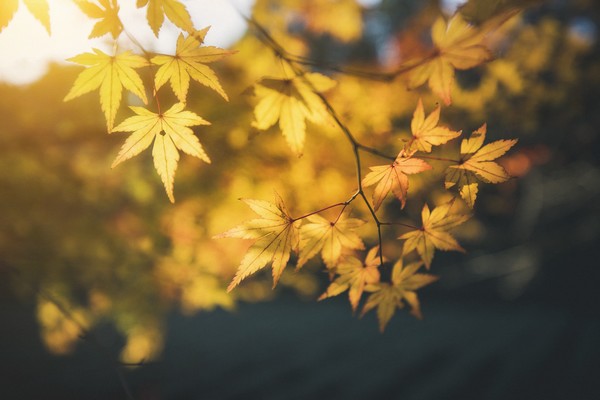关于描写秋天的优美句子大全 秋天是收获的季节