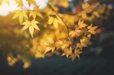关于描写秋天的优美句子大全 秋天是收获的季节