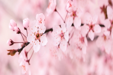 花开花落的伤感句子:闲看花开花落，人生本该如此